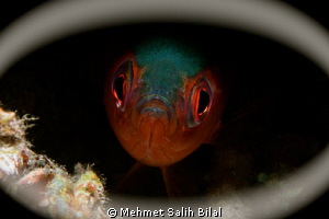 The Eye. by Mehmet Salih Bilal 